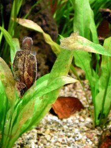 Amazon leaffish